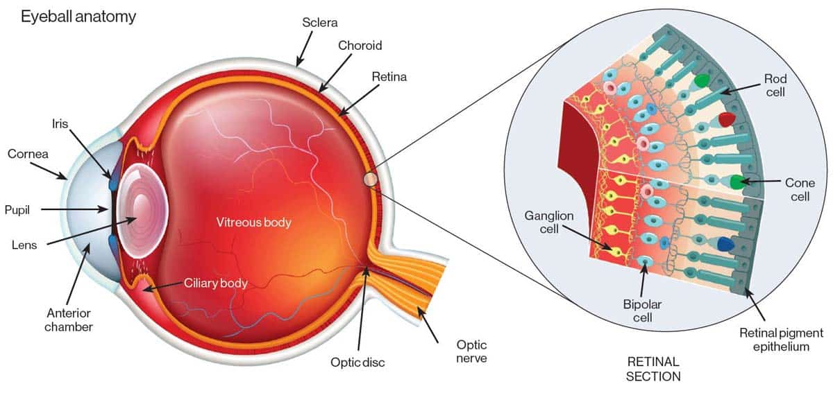 Capture eye