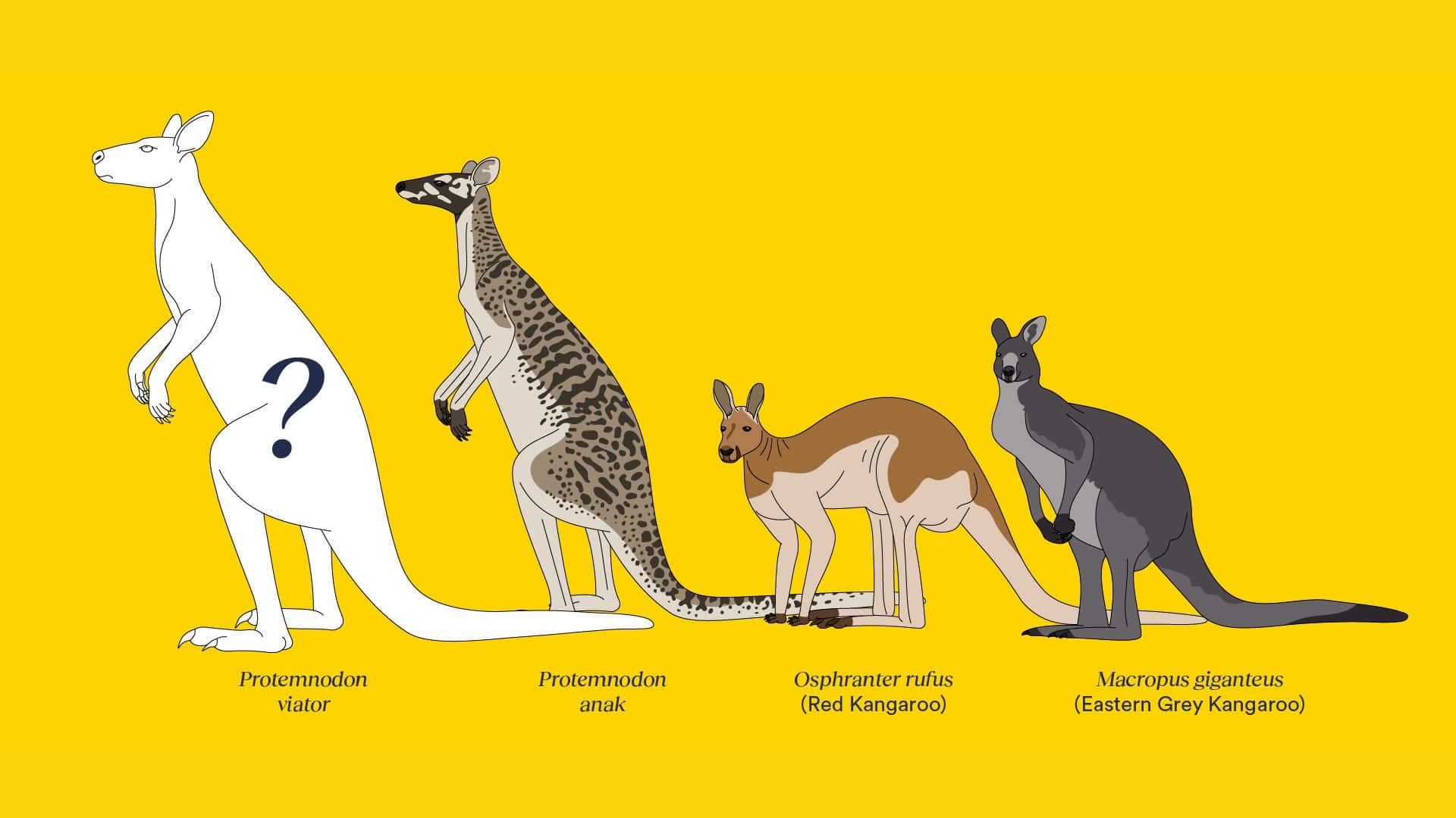 New species of fossil kangaroo megafauna from Australia