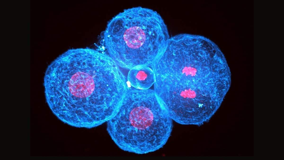 Microscope image of 4 cells on a black background. The majority of the cells are fluorescing blue, with small circles in red at their centres.