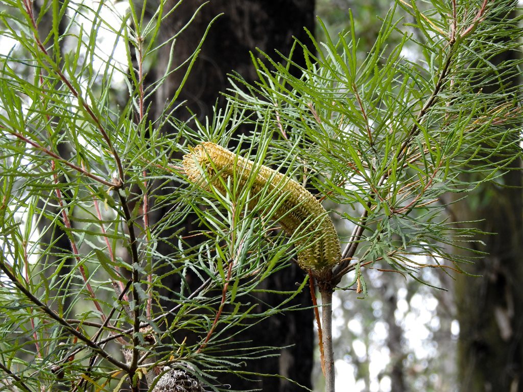 Banksia cunninghamii c kim tarpey some rights reserved cc by