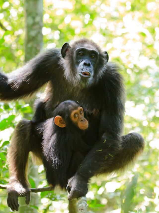 Chimps learn to communicate from mum