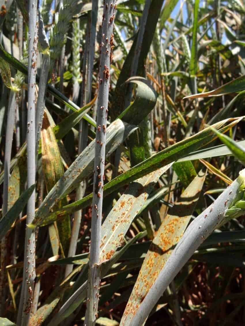A photograph of wheat plants covered in an orange growth of fungus, patterned like rust