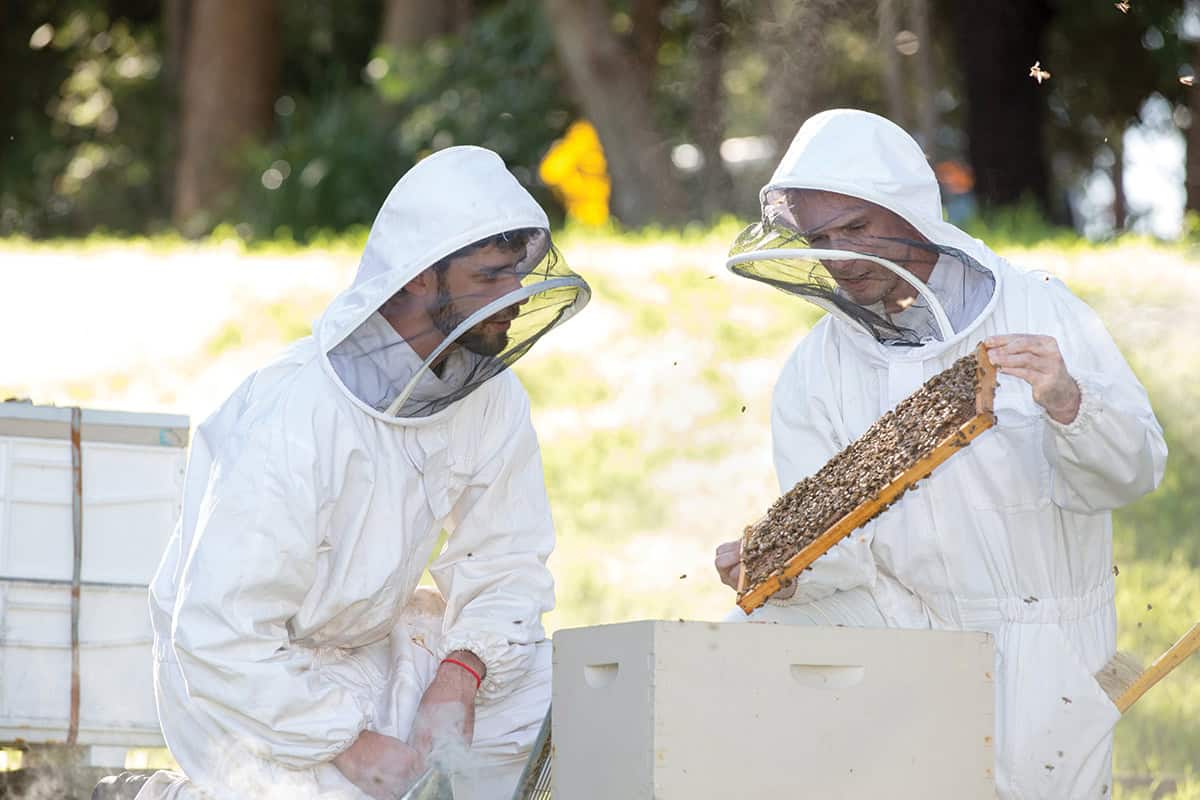 Two people in white bee keeper outfits inspecting a bee hive.