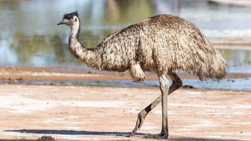 An emu, a large brown australian flightless bird with long legs and flowing feathers