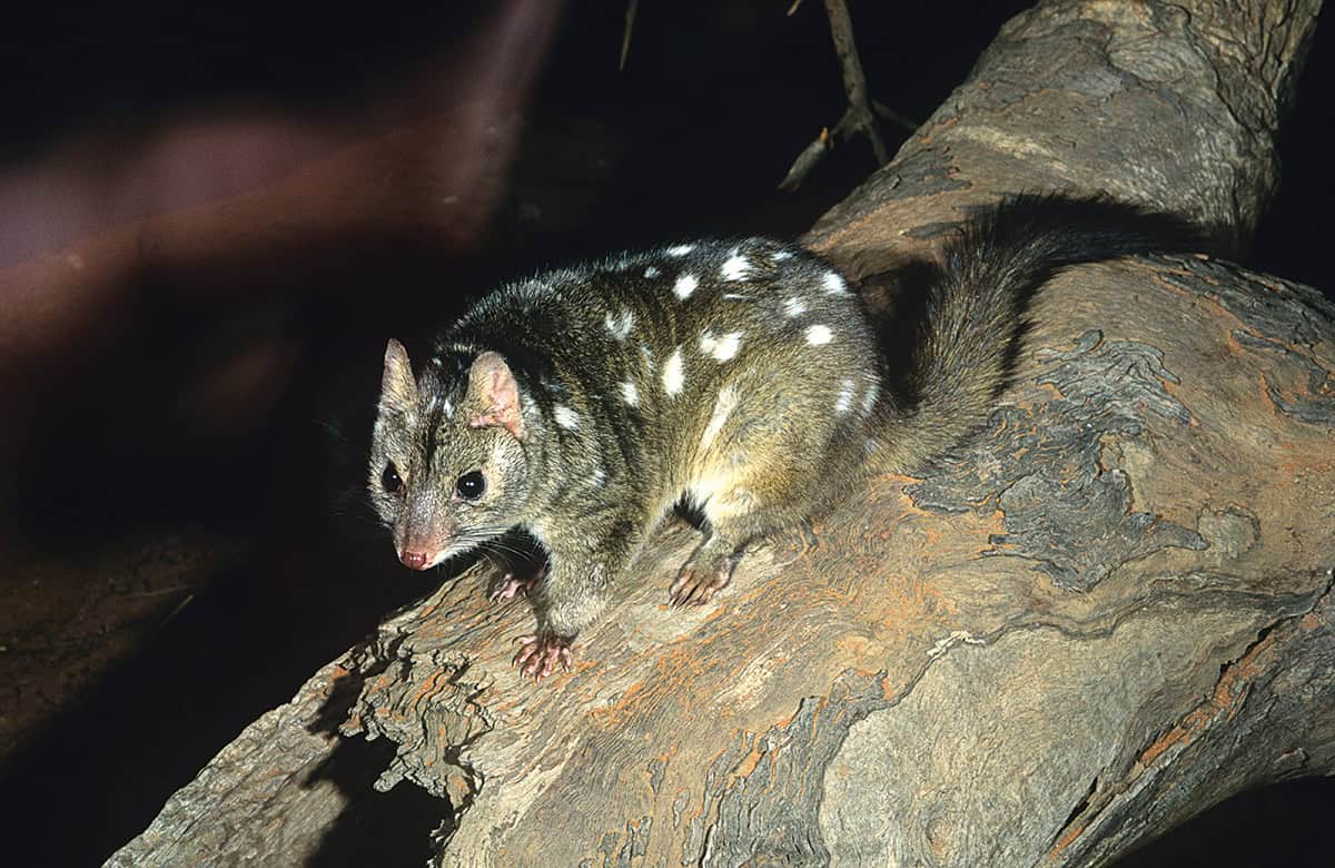 A western quoll on a branch.