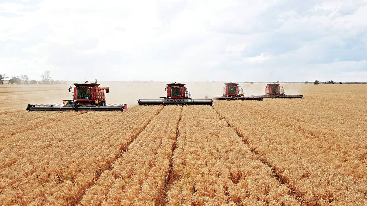 Four combine harvesters in a field of wheat.