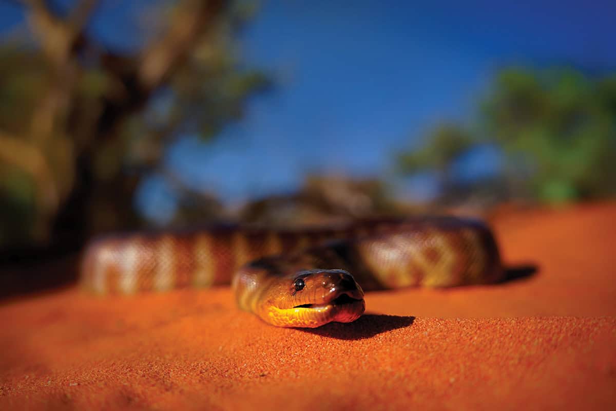 Woma python on red sand.