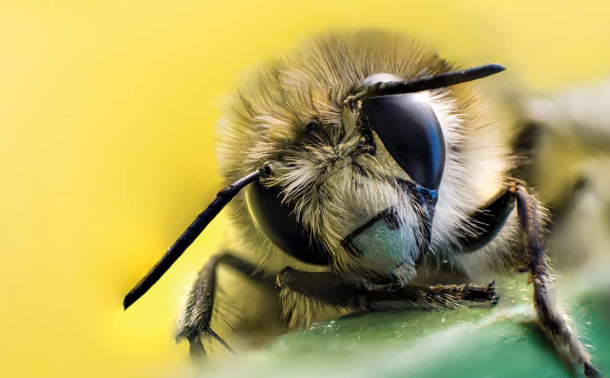 Bee on a plant with yellow background.