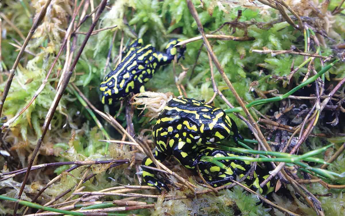 Two southern corroboree frogs.