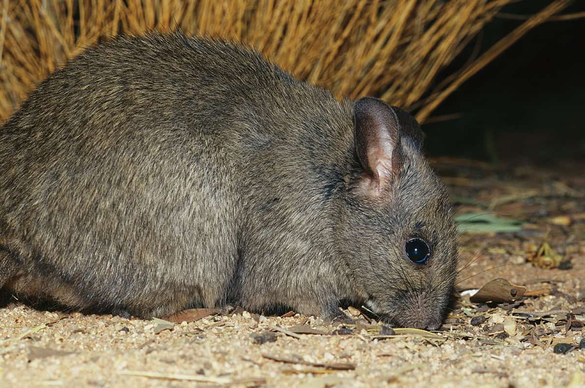 Greater stick nest rat.