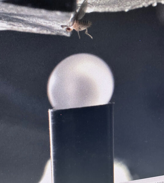 Fly being clamped in scientific equipment, near a pearl-like piece of equipment.