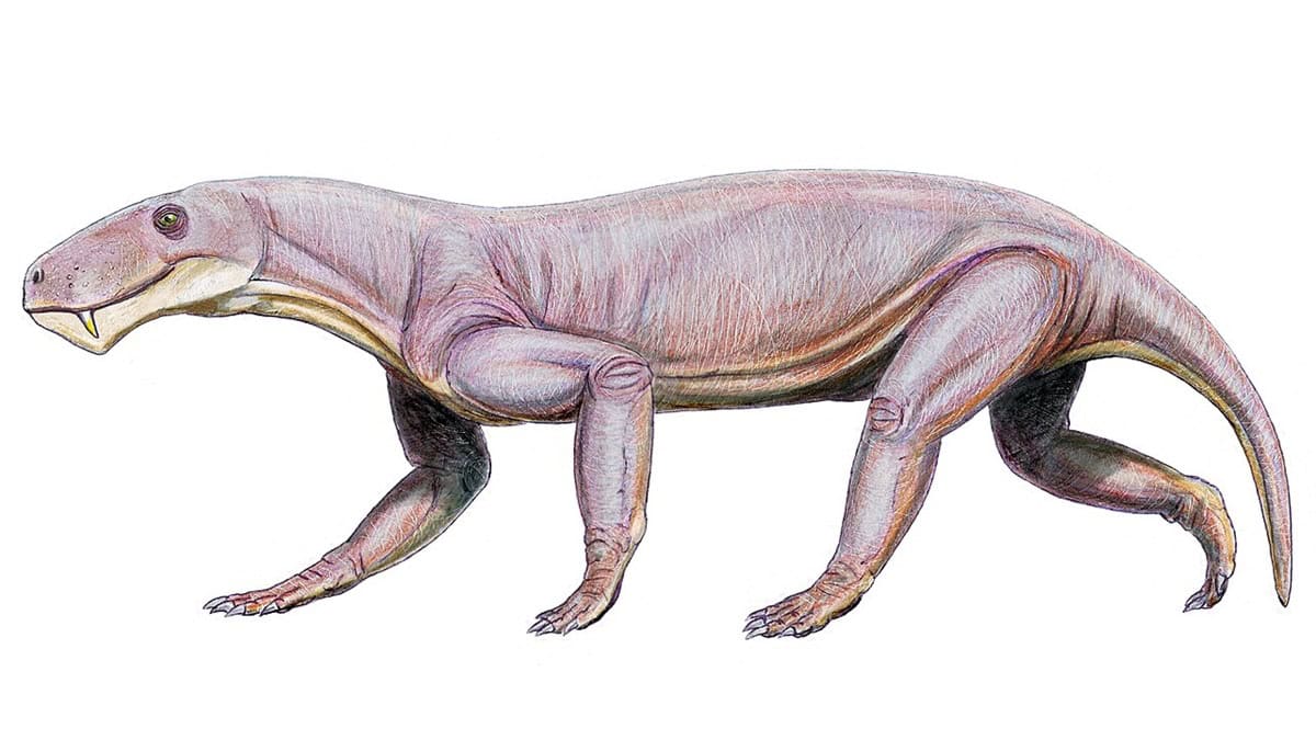 Ancient mammal ancestor illustration on white background