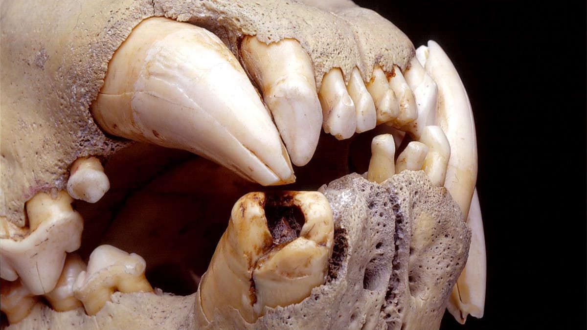 Close up of teeth on lion skull