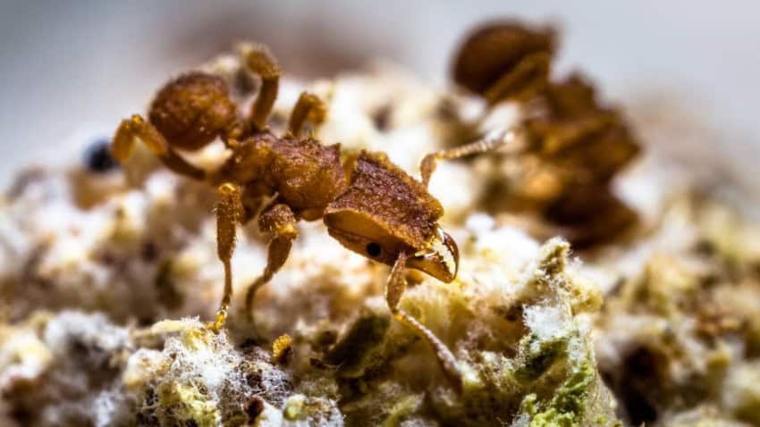 Close up of a worker ant on top of a fungus farm