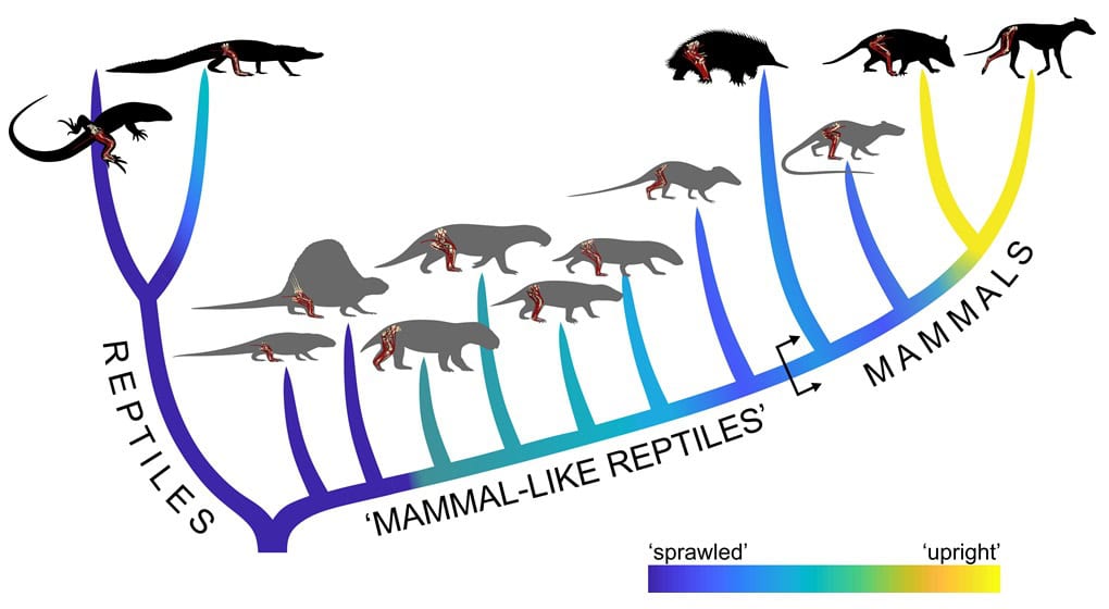 Family tree of mammals