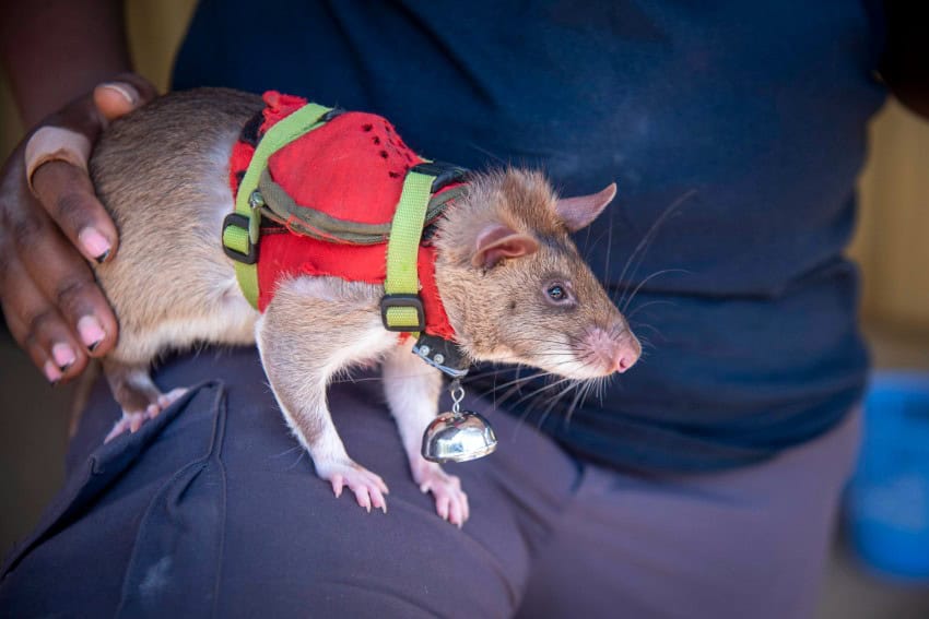 A giant rat wearing a red vest stands on the leg of a trainer.