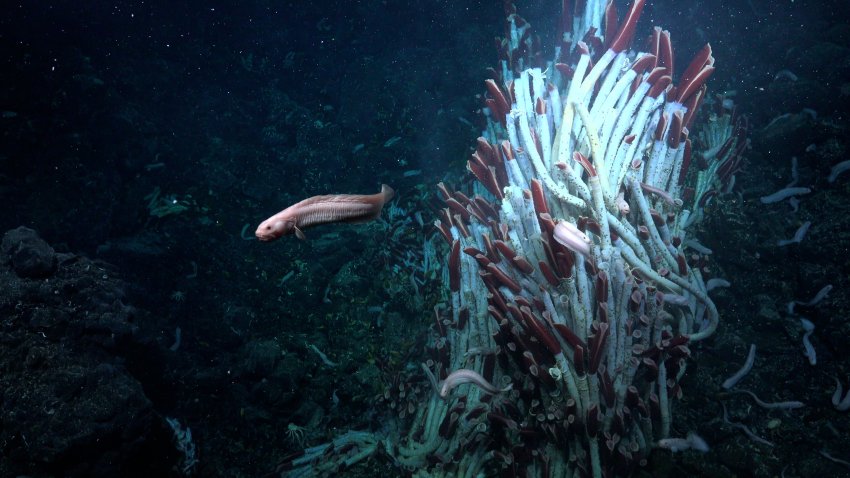 Dark deep-sea image of fish and colony of giant tubeworms on the seafloor.