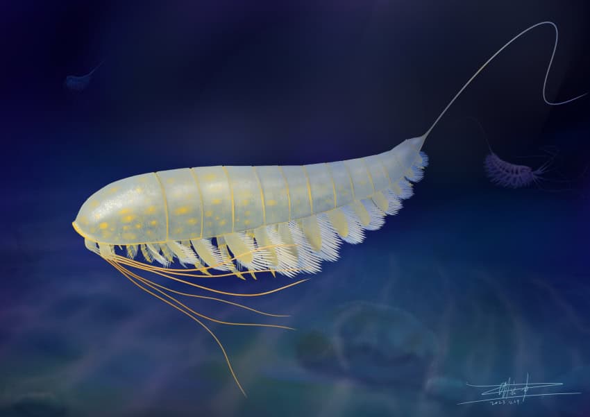 An illustration of a pale crustacean-looking ancient organism. It has a segmented body, and streaming tendrils