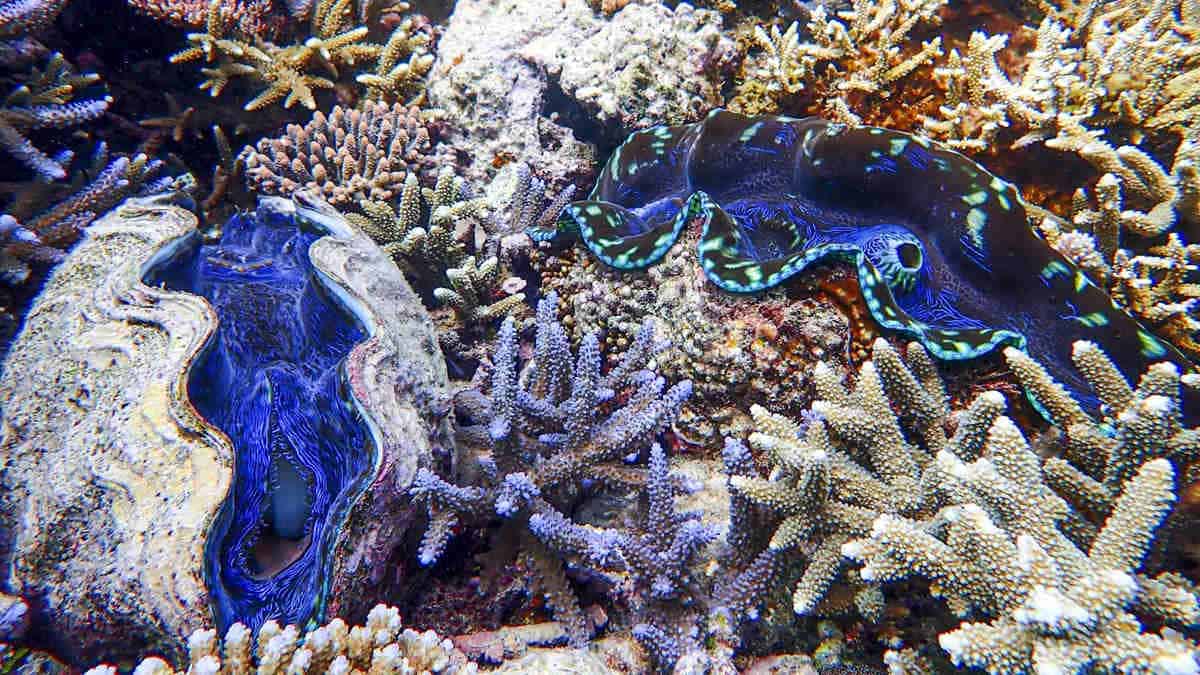 Two iridescent blue giant clams in reef