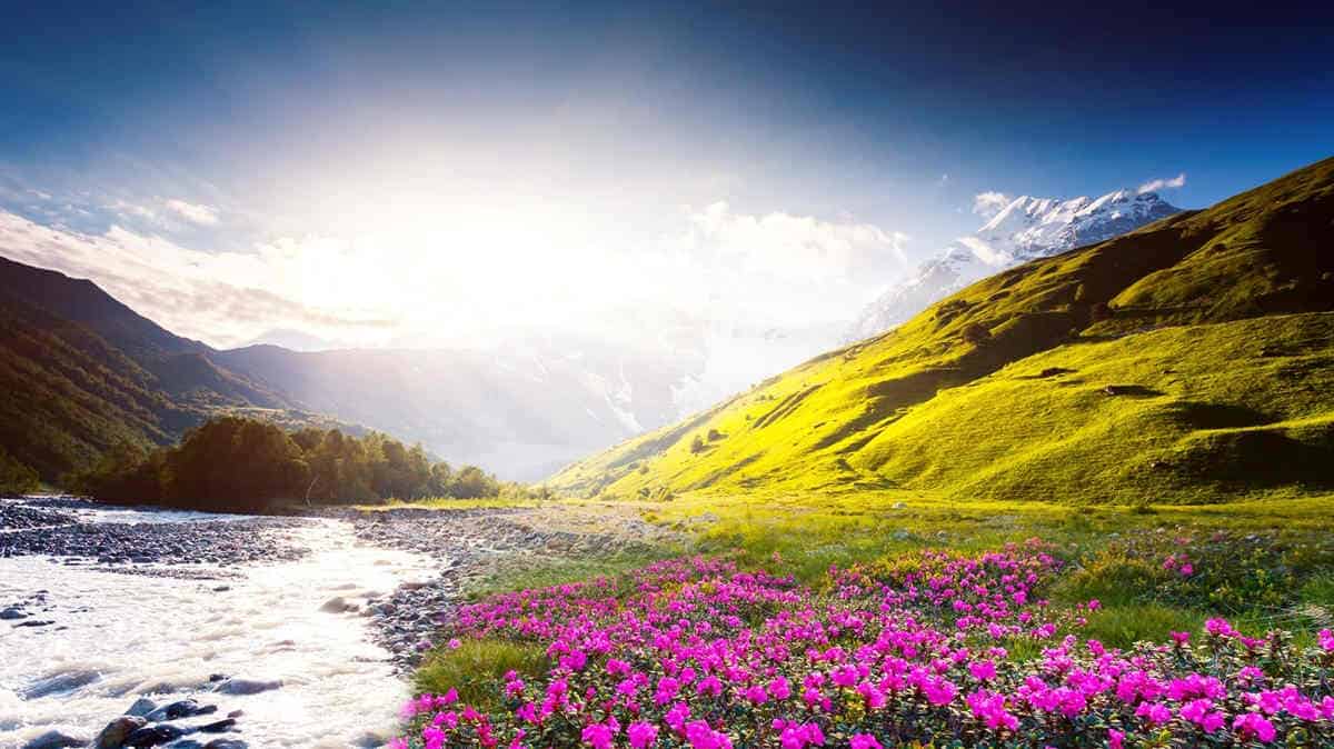 Sunset and bloom rhododendron at the foot of tetnuldi glacier. Upper svaneti, georgia, europe. Caucasus mountains