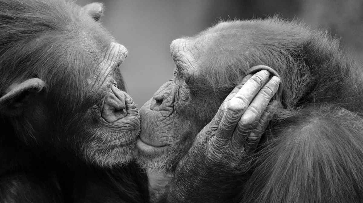 Two chimpanzees kissing black and white