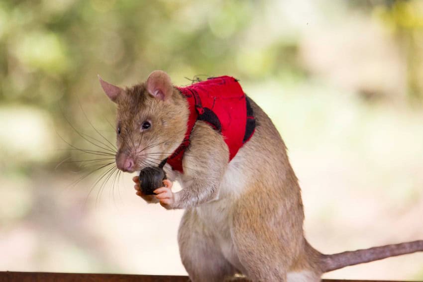 A giant rat wears a red vest. It is standing on its hindlimbs and holding a bell in its hands.