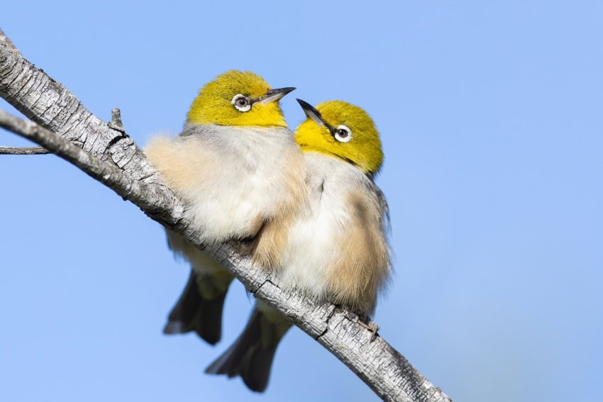 A photograph of 2 fluffy little birds on a branch, their bodies are pale brown and white while their heads are vibrant yellow-green with a silver circle around the eye,