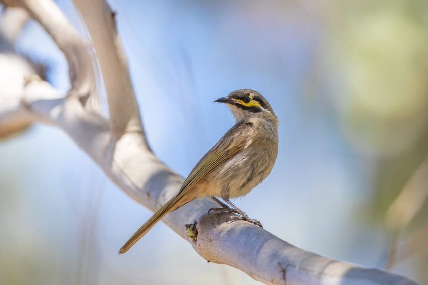 A photograph of a small, sleek bird sitting on a branch. It is light brown and black with a yellow marking on its face below its eye