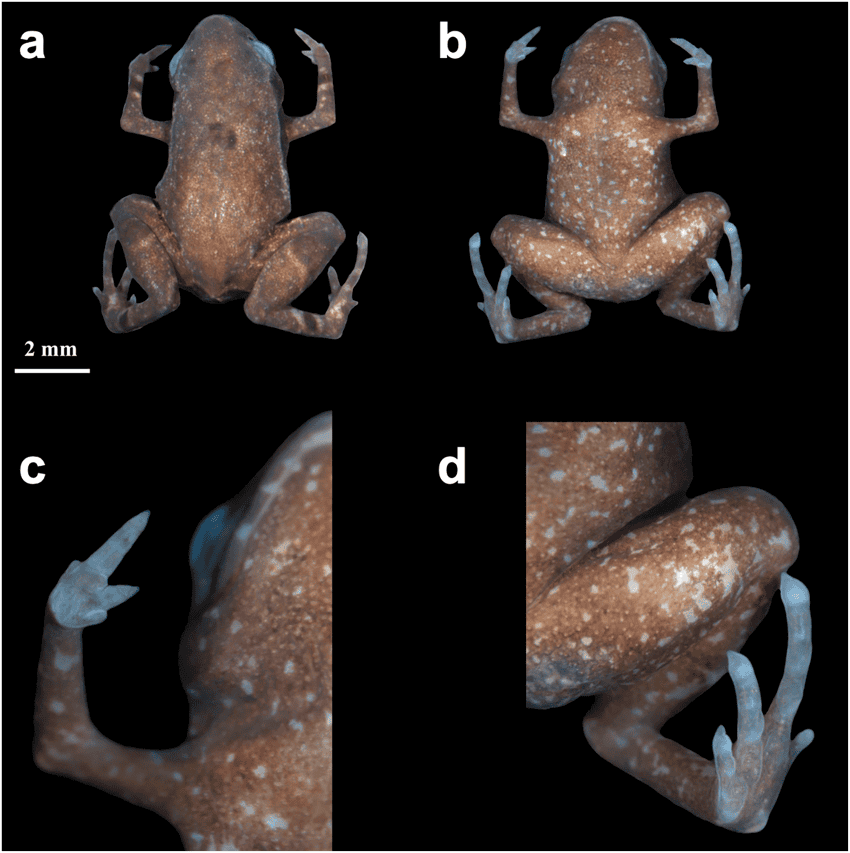 4 photographs of a small brown toad taken from above, below, and close up of the front and hind legs