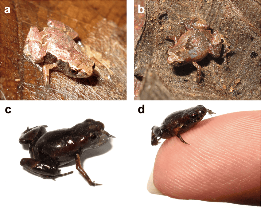 4 photographs of tiny toads. The top 2 are photoraphed against light brown litter, which they camouflage against, the bottom 2 are photographed against a white background and sitting on a person's fingertip.