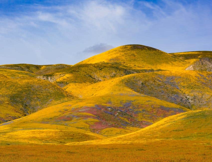 A photograph of a grassland ecosystem of golden grasses and pink and purple flowers in the distance,