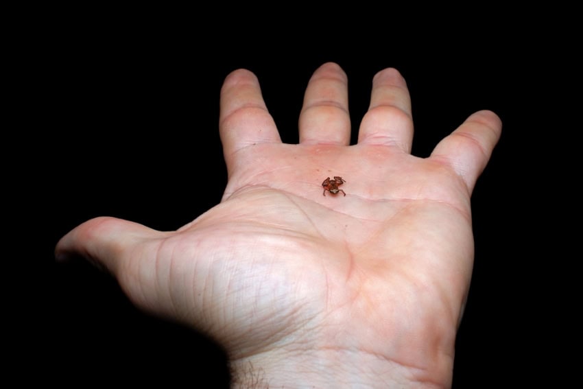 A photograph of a person's hand against a black background. There is a tiny speck in the centre, it almost looks like a tiny spider but is in fact a miniature toad.