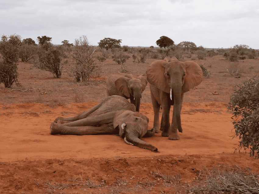 A photograph of 3 african elephants, one of which is laying on its side on the red dirt ground