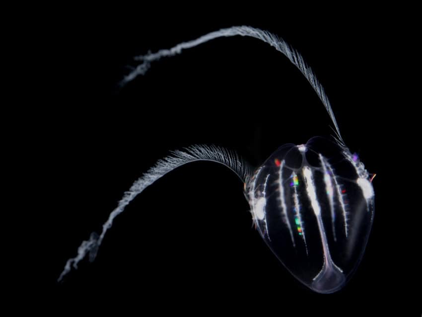 A photograph of a see-through jelly larva against a black background. It has a cone-shaped main body trailed by two tentacles. It is producing its own bioluminescent light in white, and a multitude of colours