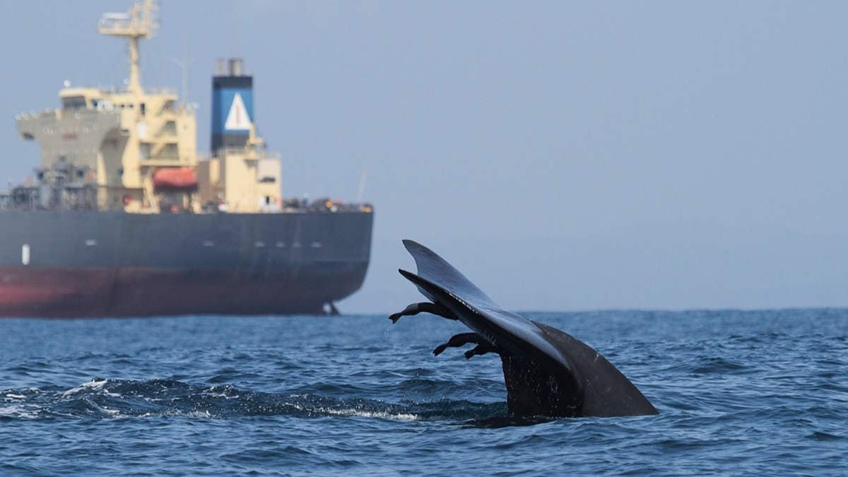 Whale fluke with ship in background