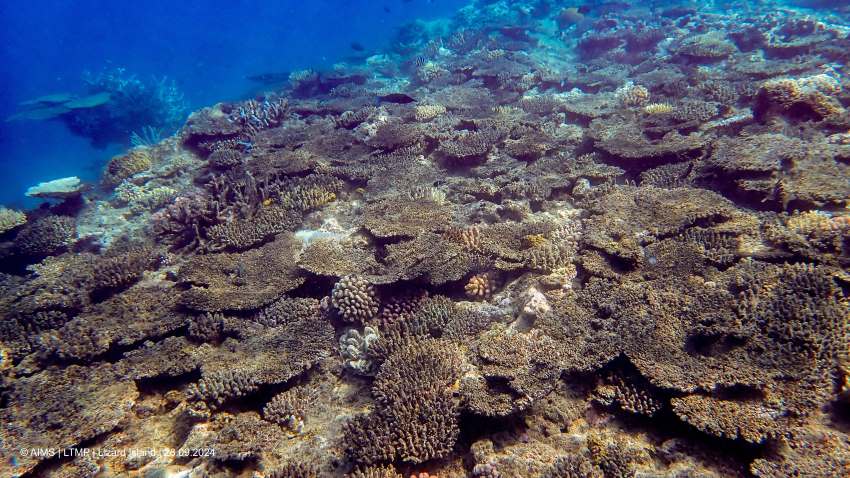 An underwater photograph of a coral reef, most corals are brown or bleached pale