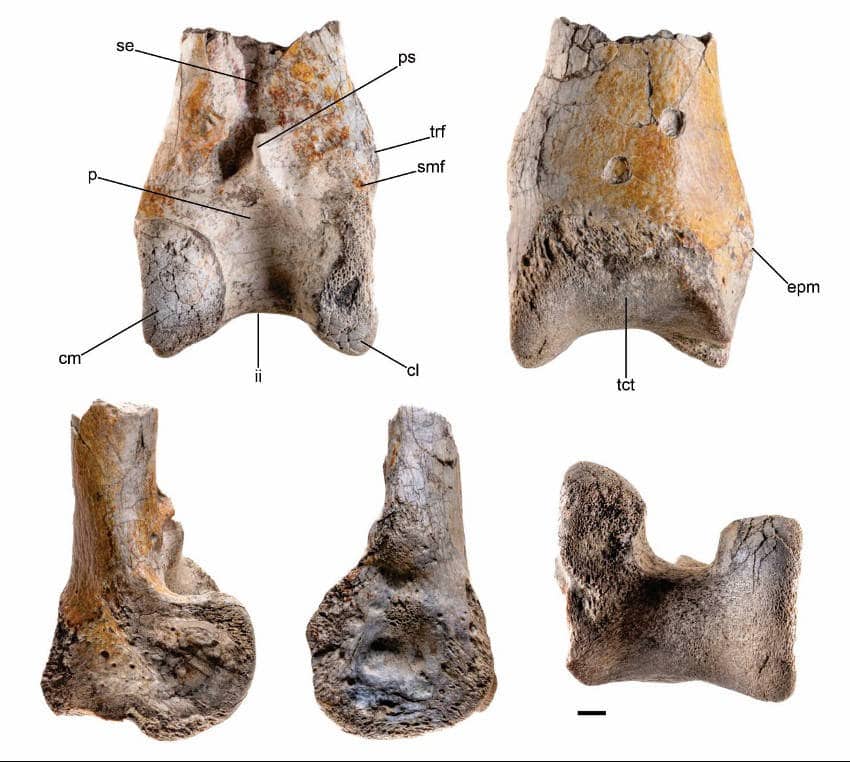 Five photos of lower leg bone fossil