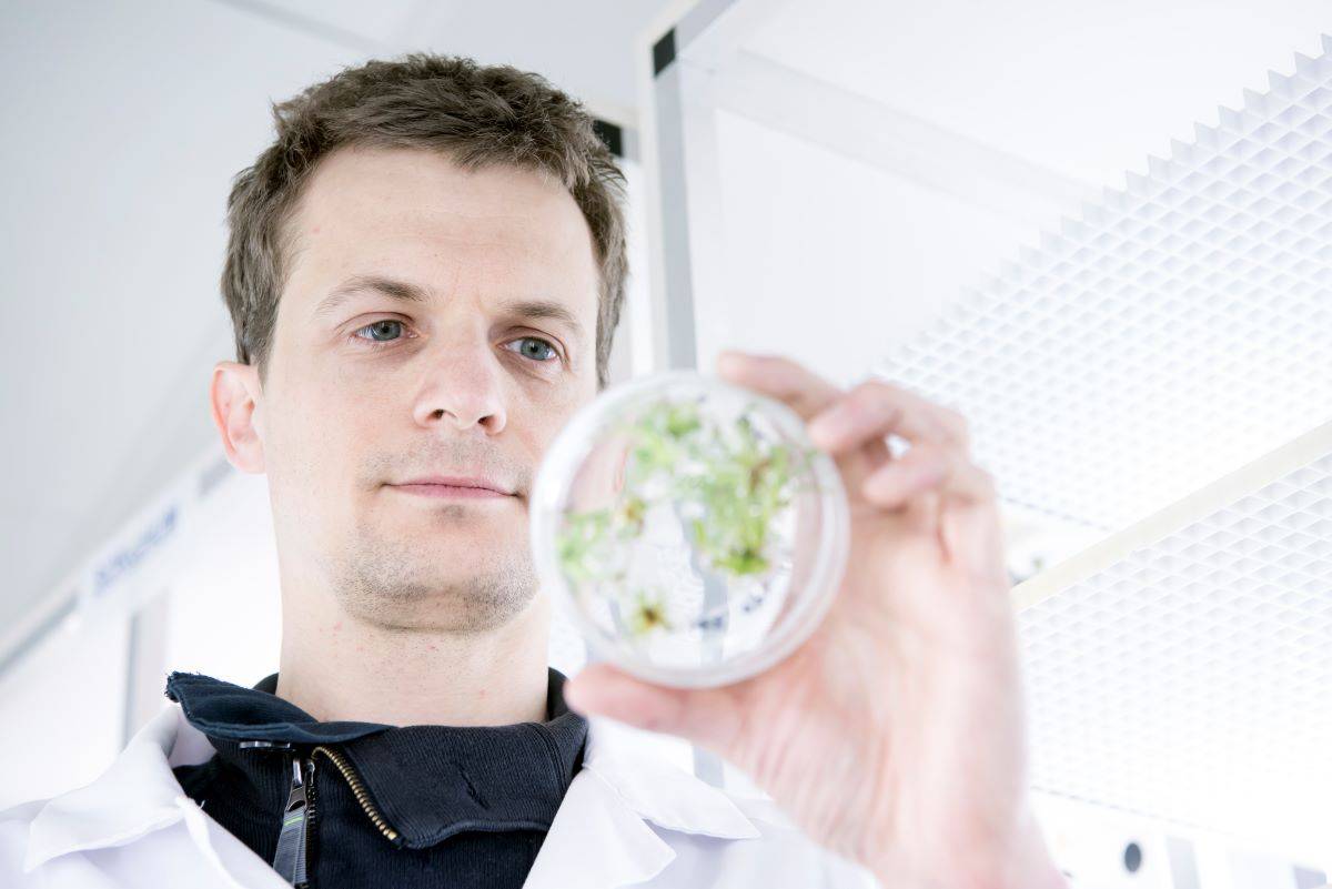 CSIRO’s Dr Thomas Vanhercke has worked on the biomass project for more than a decade. (CSIRO)