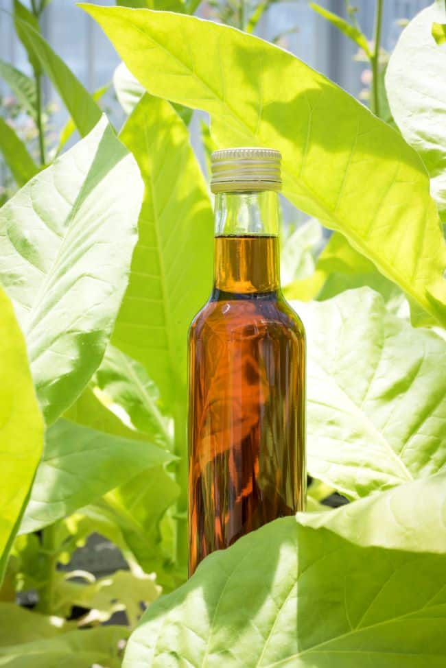 Bottle containing oil from leaf biomass (csiro)