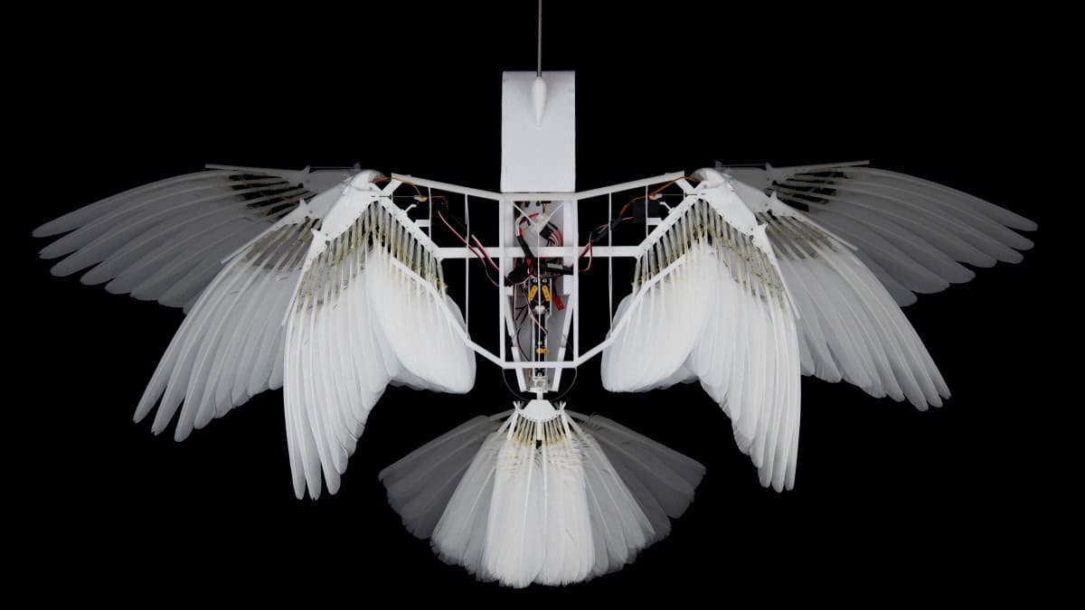 A photograph of a bird-like robot taken from the top down. It is a white body structure with pigeon-like wings and tail constructed from actual feathers