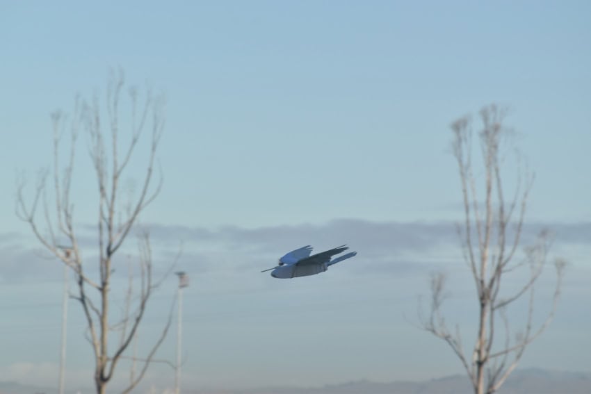 A photograph of a robot shaped like a bird gliding through the air outside