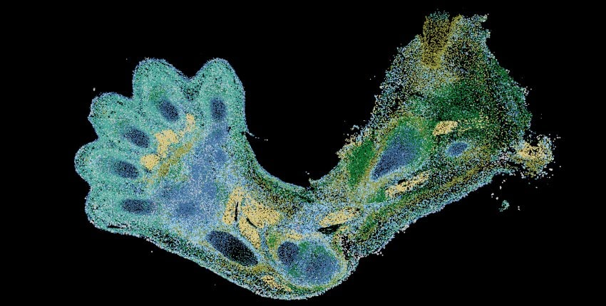 A microscope image of a developing human arm stained fluorescent green, yellow, and blue