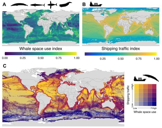 Three maps showing whale and shipping overlap