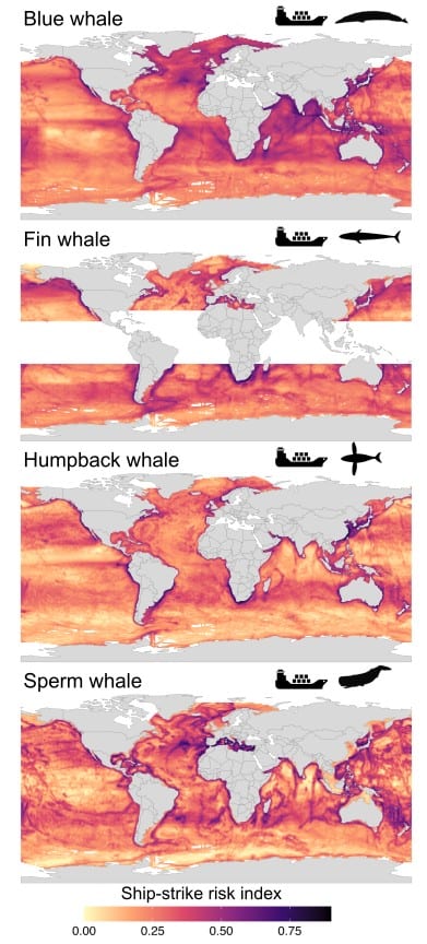 Three maps showing whale and shipping overlap