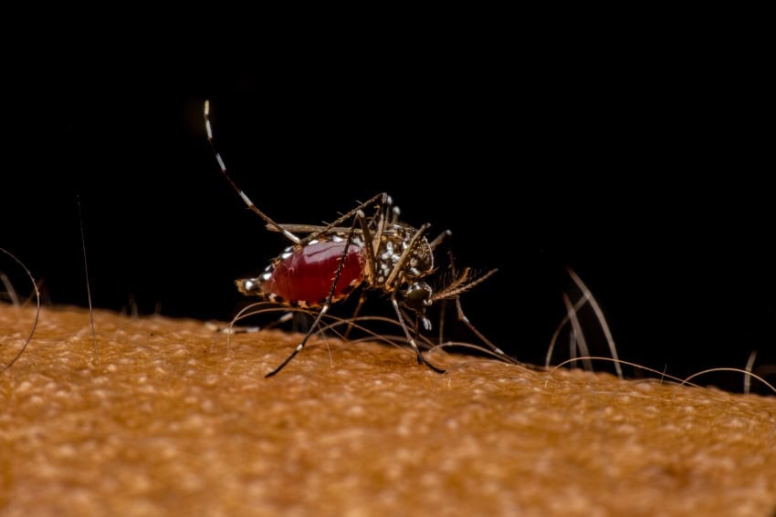 A close up photograph of a mosquito filled with blood drinking from a person