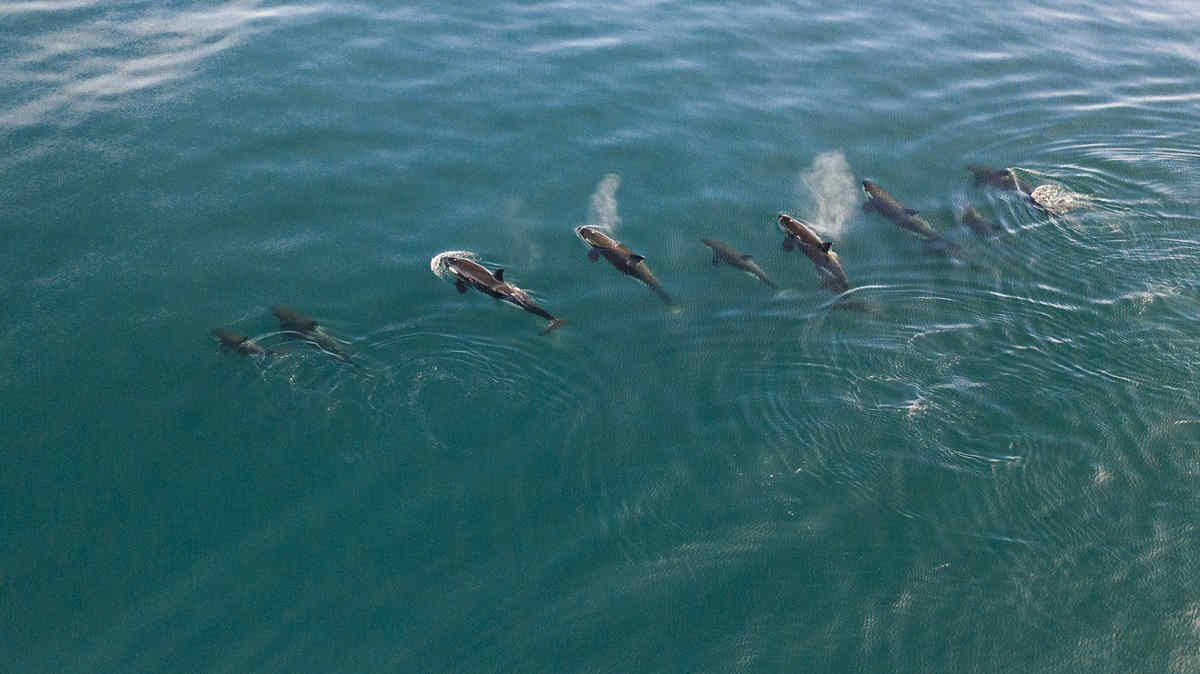 Pod of orcas killer whales in the ocean from above