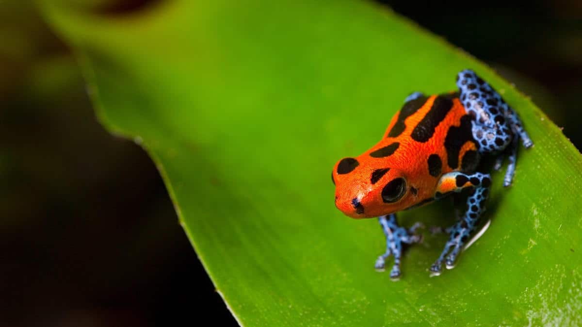 Red poison frog sitting on green leaf in amazon rain forest