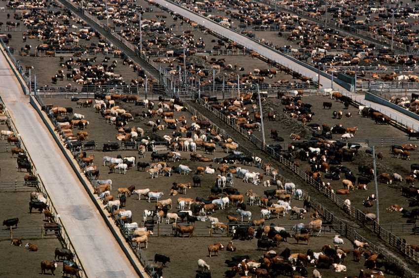 Meat feedlot in texas