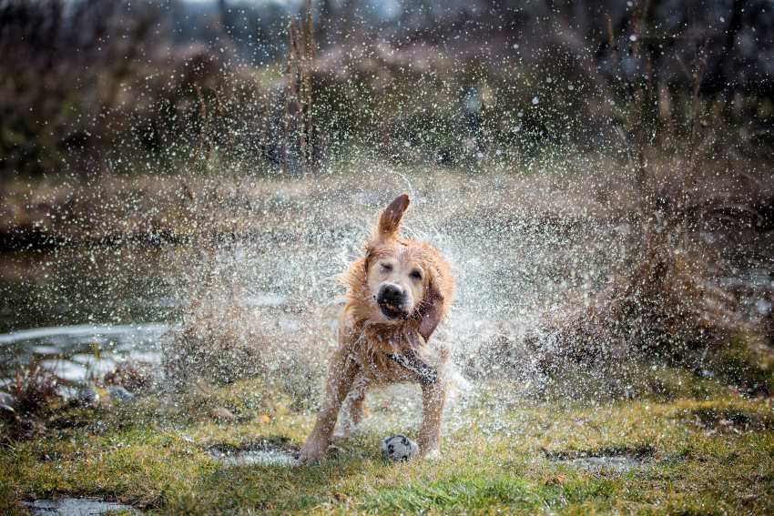 A photograph of a golden retriever dog shaking water out of its fur outside