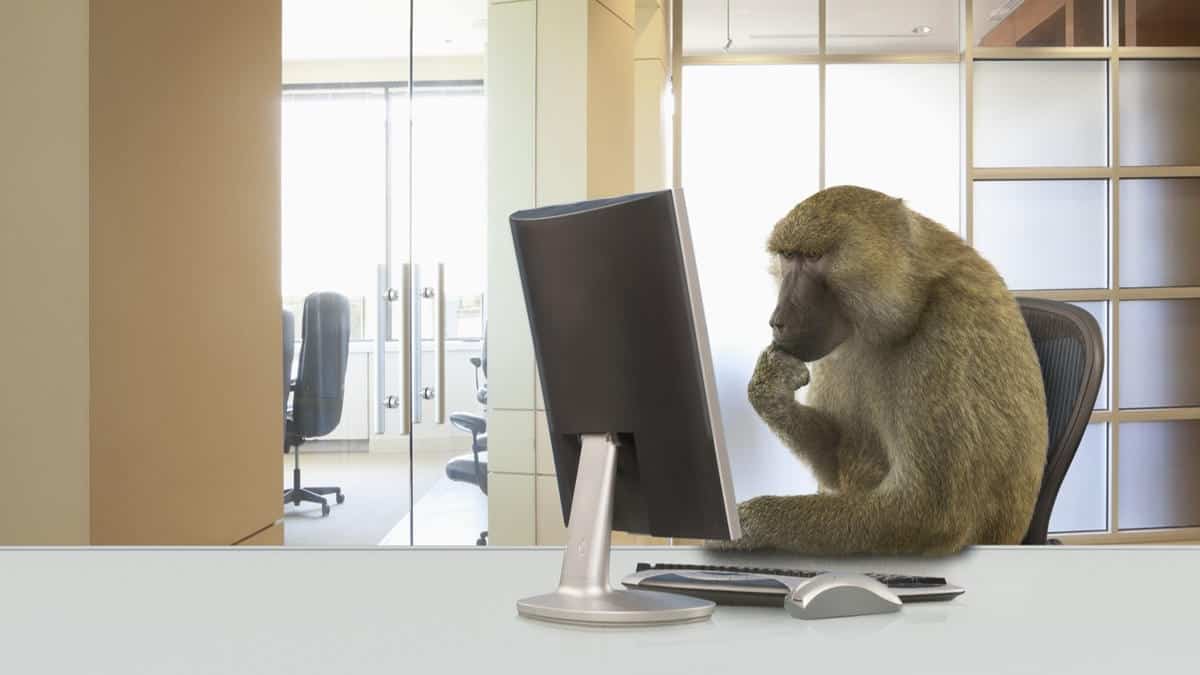 Baboon monkey working at computer in office